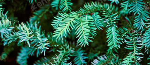 Preview: European yew tree, Taxus baccata evergreen yew close up toned, poisonous plant with toxins alkaloids
