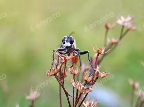 Preview: Redtail bee