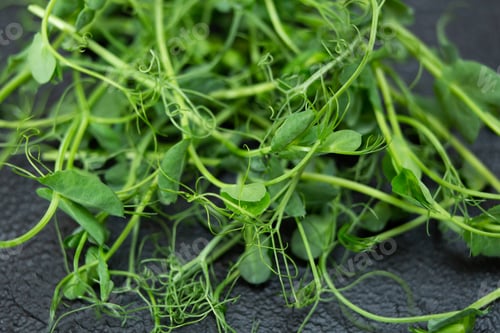 Preview: Young microgreen vegetable peas. Raw sprout vegetables germinated from plant seeds.