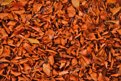 Preview: High angle shot of dry leaves fallen on the ground in autumn