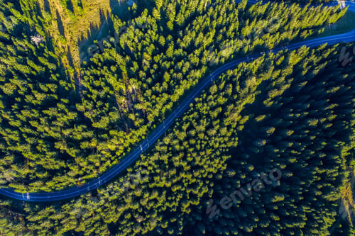 Preview: Aerial view of green pine forest and a country serpentine road captured from a drone above