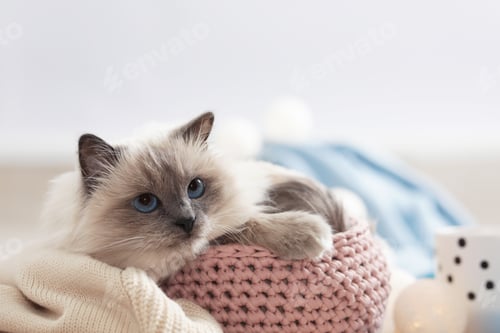 Preview: Cute cat with knitted blanket in basket at home. Warm and cozy winter