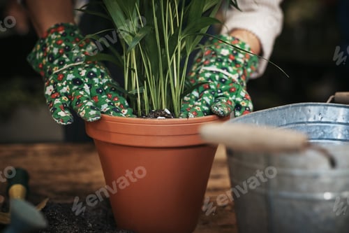 Preview: Flowers and plants turn every house into a home