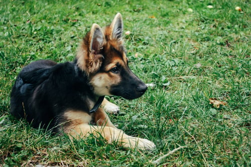 Preview: amazing adorable puppy german shepherd sitting on green grass and looking with cute eyes, summer