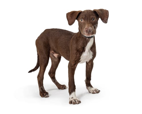 Preview: Young Brown Crossbreed Dog Standing in White