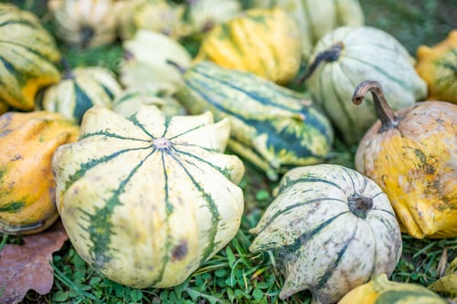 Preview: Small colorful pumpkins. Harvest season. Thanksgiving background. Halloween decorations.