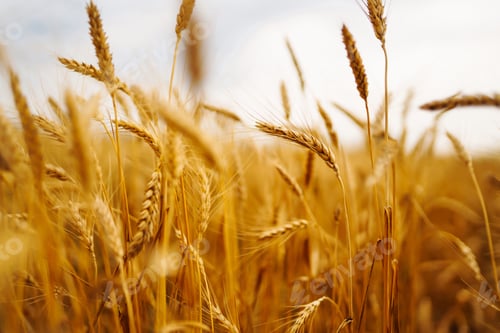 Preview: Golden ears of wheat on the field. Sunset light.