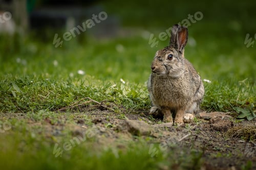 Preview: Adorable rabbit sitting in a lush green field of grass