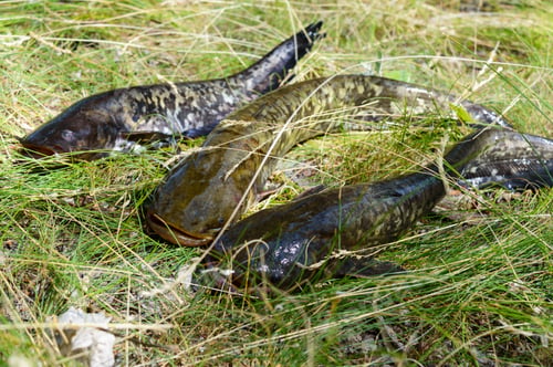 Preview: Live catfish lie on the grass. Fresh catch.