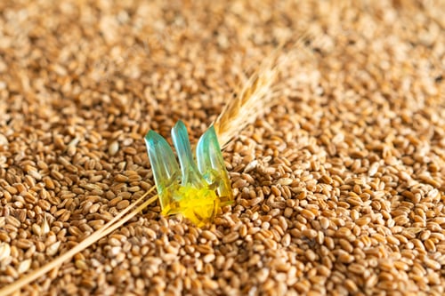 Preview: Wheat grains with yellow and blue Ukrainian flag on wooden background