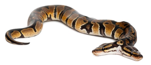 Preview: Two headed Royal Python or Ball Python, Python Regius, 1 year old, in front of white background