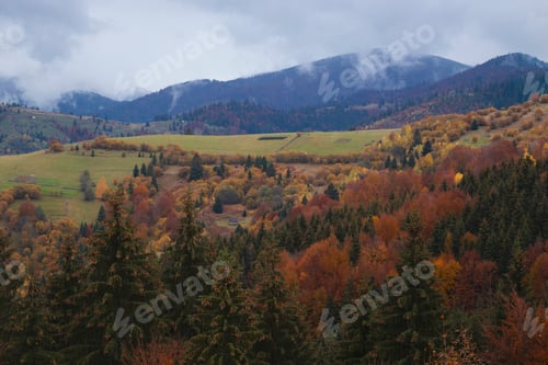 Preview: Beautiful autumn forest