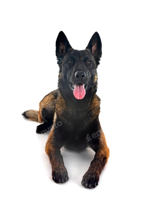 Preview: young malinois in studio