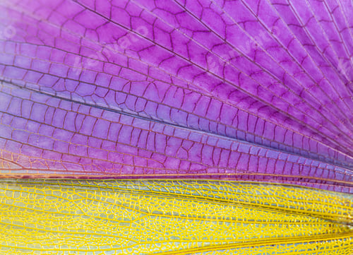 Preview: Detail of the wing of Grasshopper specie Titanacris albipes Male