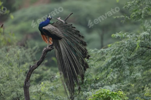 Preview: Beautiful lovely Indian peafowl also known as blue peafowl perched on a twig in nature