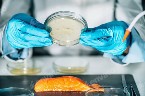 Preview: Assessment of Fish Quality. Microbiologist Examining a Petri Dish with Agar