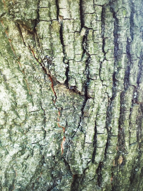 Preview: Grunge Wood Texture And Background