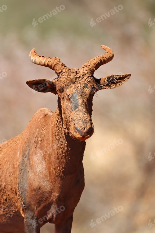 Preview: Tsessebe antelope portrait - South Africa