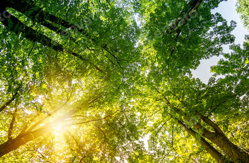 Preview: Wide angle looking up trees in forest