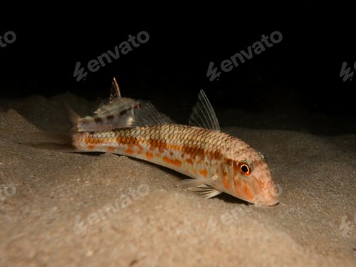 Preview: Red mullet from Cyprus at night