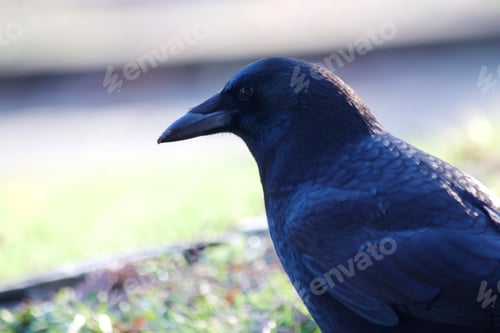 Preview: Crow Close-up