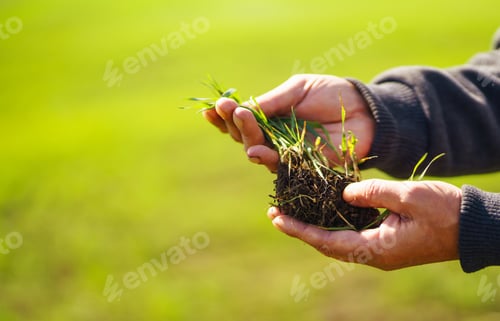 Preview: Young Green wheat seedlings in the hands of a farmer. Agronomist checks and explores sprouts of rye.