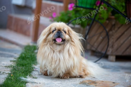 Preview: Cute pekingese dog in garden
