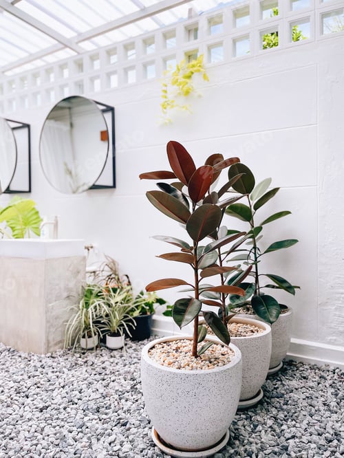 Preview: At present it is popular to use air purification plants to decorate the house.