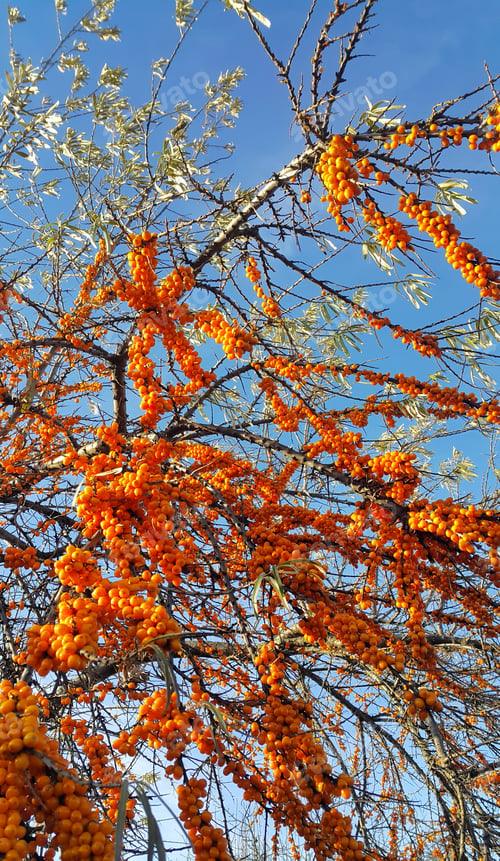 Preview: Sea-buckthorn branches with ripe berries against the blue sky