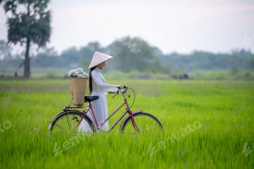 Preview: Beautiful Vietnamese woman wearing traditional dress with walk pass green rice field on sunrise time