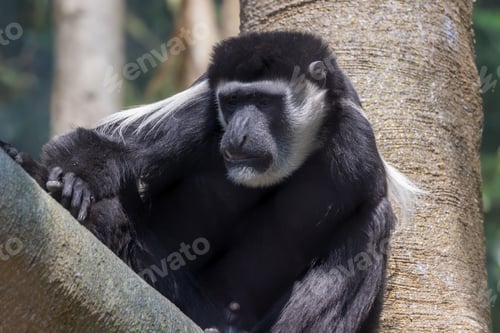 Preview: Colobus monkey perched on a tree in a dense forest
