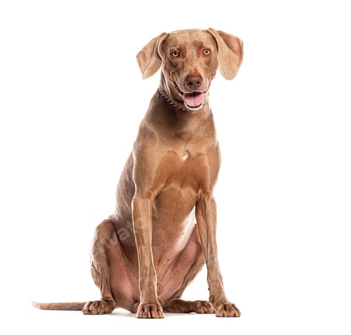 Preview: Weimaraner dog sitting and panting on white background