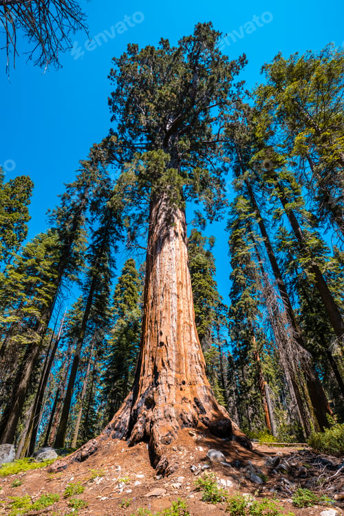 Preview: Sequoia National Park, one of the largest Sequoias in the park, California