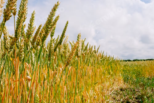 Preview: Detail of a cereal field with ripe grain, and blue sky in the background.