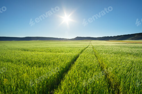 Preview: Meadow of wheat at day.