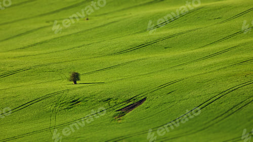 Preview: Lonely tree in a green field in Moravia, Czech Republic