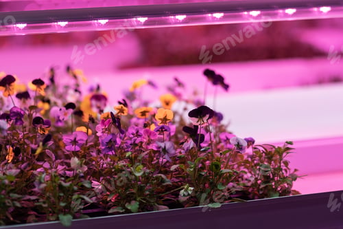 Preview: Seedlings of pansies growing in hothouse under purple LED light. Hydroponic indoor salad factory