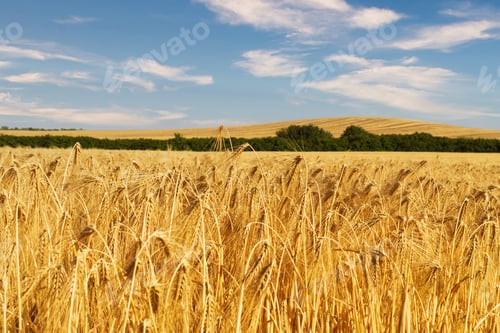 Preview: Golden wheat field under a bright blue sky gently swaying in the breeze