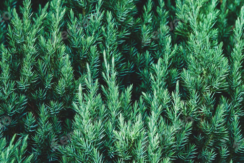 Preview: Juniper plant as coniferous botanical textured background