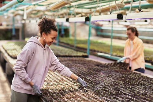Preview: Happy young female farmer bending over large display with seedlings