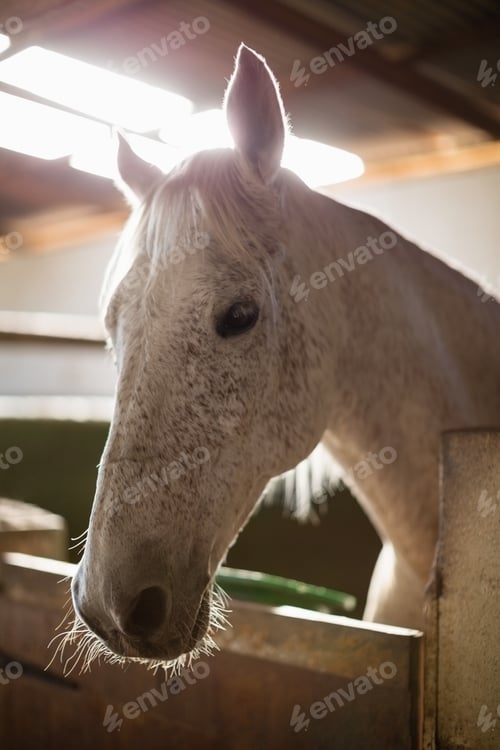 Preview: White horse in the stable