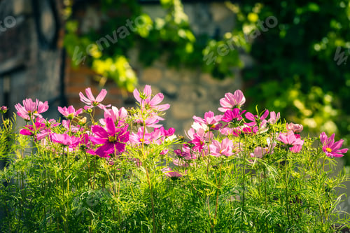 Preview: Blooming cosmos flowers