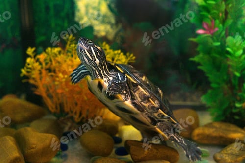 Preview: Red Eared Terrapin in aquarium with seaweed. Turtle is looking at us.