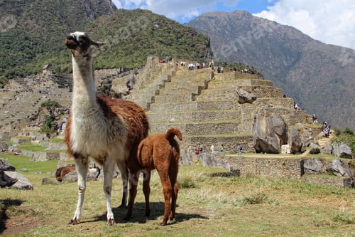 Preview: A llama and her daughter in Machu Picchu. Peru