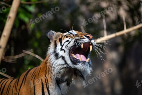 Preview: tiger wildlife mammal predator, wild carnivore animal, bengal tiger showing in zoo