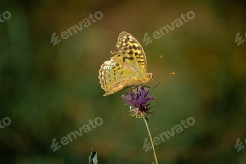 Preview: Mother-of-pearl large forest butterfly pollinating flowers in the summer day, soft background