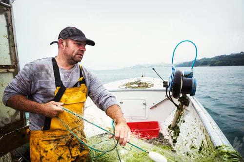 Preview: A fisherman on a boat hauling in the fishing net.