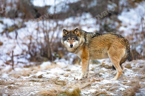 Preview: Magnificent wolf standing in the forest in early winter
