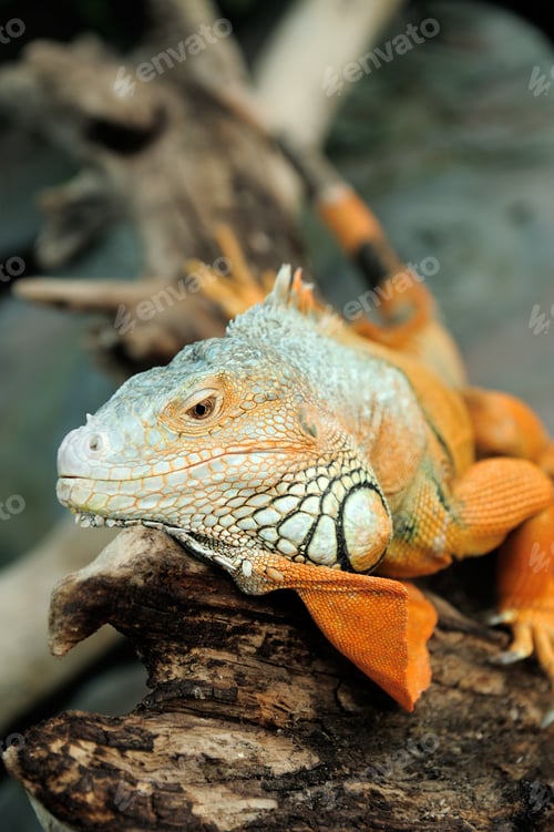 Preview: Iguana
