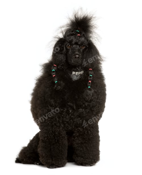 Preview: Royal Poodle, 11 months old, sitting in front of white background